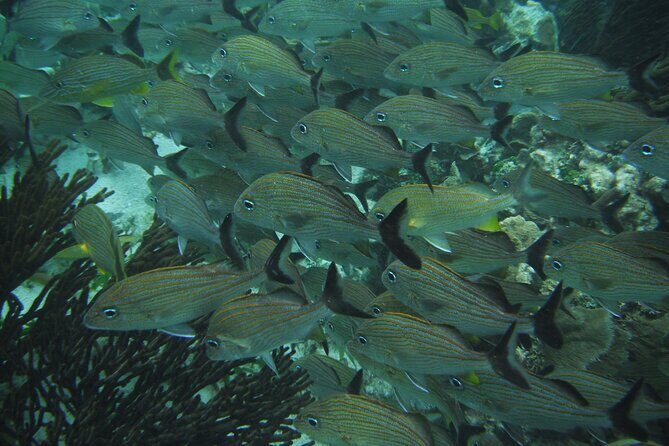 Nature Day, Sian Kaan Biosphere Tour! Round Transportation from Tulum City - Snorkeling and Sea Life: When Water Clarity Changes the Game