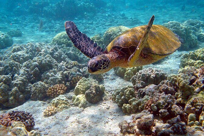Nature Day, Sian Kaan Biosphere Tour! Round Transportation from Tulum City - Swim Time: The Big Natural Pool Moment