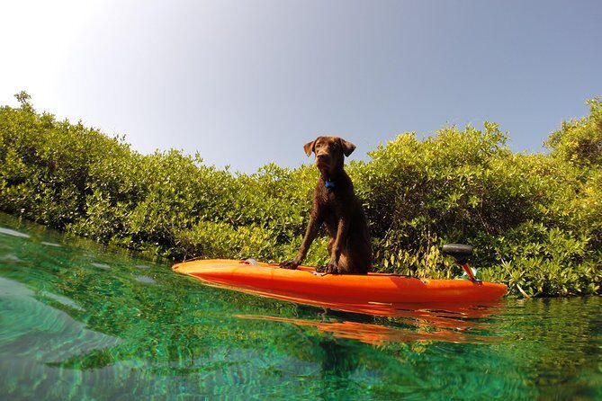 Paddleboard Cenote Tour - Pickup in Tulum Center: door-to-door convenience without the hassle