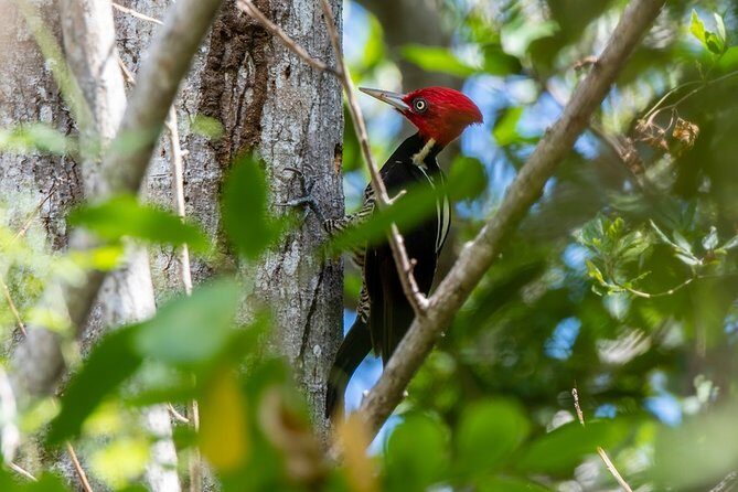 Private Birdwatching Tour in Sian Ka'an Muyil - Who This Tour Fits Best (and Who Might Skip It)