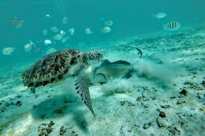 Private Cenote & Snorkeling Tour with Turtles in Akumal - Why Akumal Bay and Taak Bi Ha pair so well