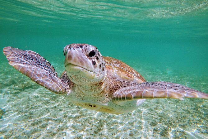 Private Cenote & Snorkeling Tour with Turtles in Akumal - Gear, lunch, and what this package actually covers