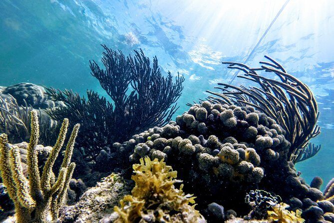 Private Cenote & Snorkeling Tour with Turtles in Akumal - How the guides keep the day safe in real water