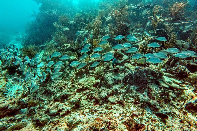 Private Cenote & Snorkeling Tour with Turtles in Akumal - Price and value: what $180 buys you (and what pickup costs extra)