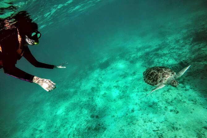 Private Cenote & Snorkeling Tour with Turtles in Akumal - Pickup and timing: private comfort without self-drive angst