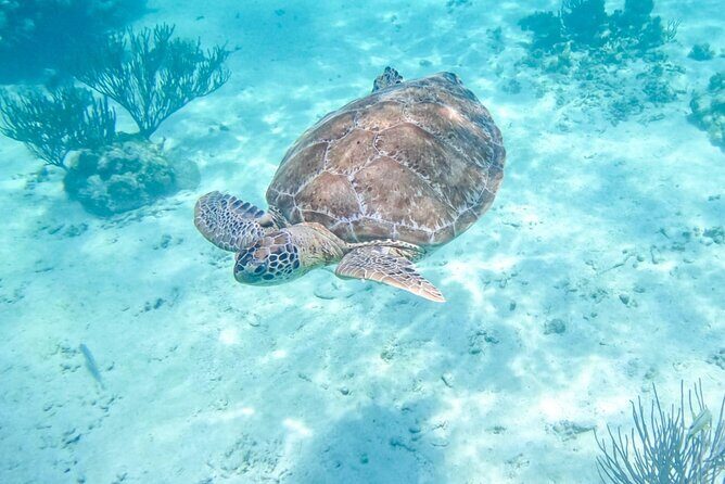Private Half-day Luxury Experience with Turtles & Majestic Cenote - Key things I’d highlight before you go