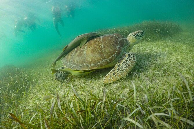 Private Half-day Luxury Experience with Turtles & Majestic Cenote - Luxury, private-feeling start: pickup and small-boat turtle time