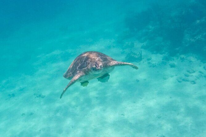 Private Half-day Luxury Experience with Turtles & Majestic Cenote - Price and value: what $180 covers, and what costs extra