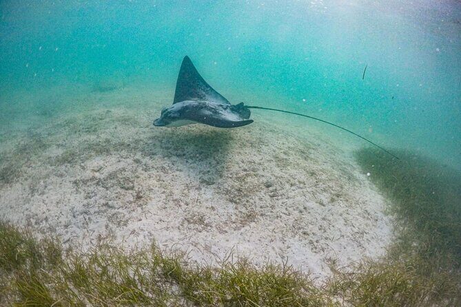 Private Half-day Luxury Experience with Turtles & Majestic Cenote - What makes this tour feel truly well-run