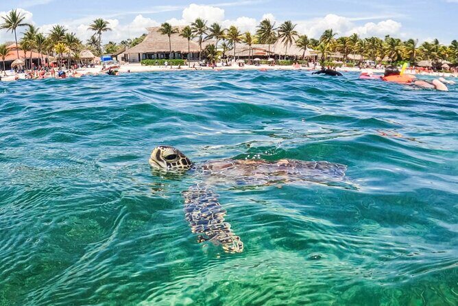 Private Half-day Luxury Experience with Turtles & Majestic Cenote - Should you book this private turtle and cenote tour?