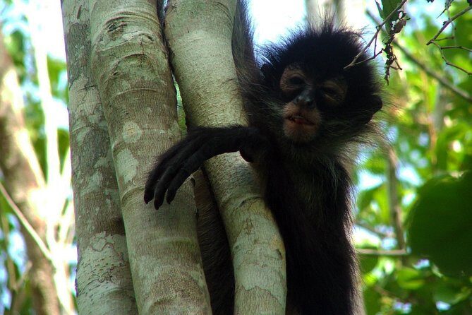 Private - Mayan Inland Expedition - Coba Ruins, Punta Laguna and Mayan family - Mayan family visit and lunch: where the culture becomes personal