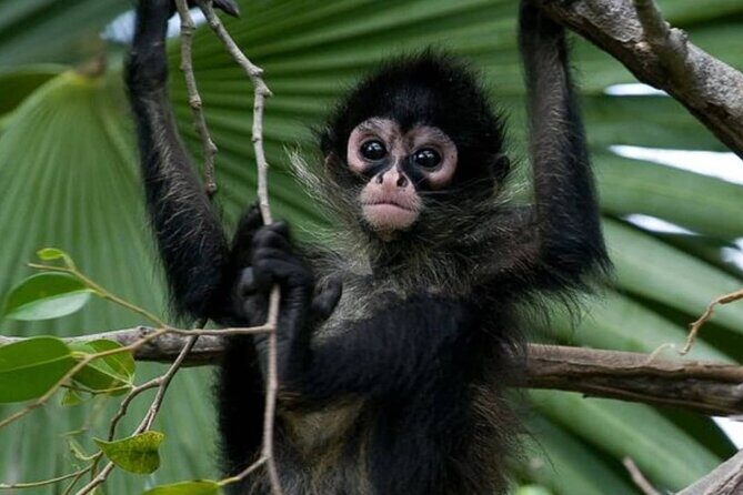Private Tour Coba Ruin Punta Laguna Monkey Spider Cenote Mayan Village - Key things to know before you go