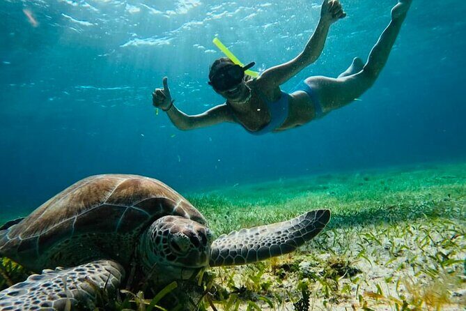 Private Tour Turtles Coral Reef Cenote Beach All inclusive - Key highlights you should care about