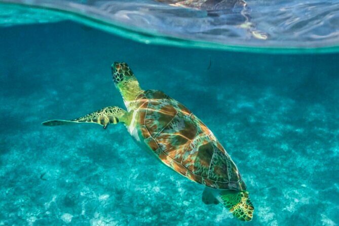 Private Tour Turtles Coral Reef Cenote Beach All inclusive - Price and value: what you get for $203 per person
