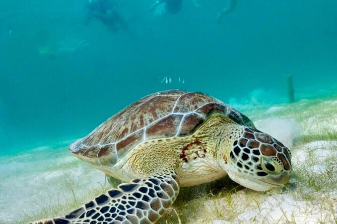 Private Tour Turtles Coral Reef Cenote Beach All inclusive - Pickup, timing, and how the day stays easy