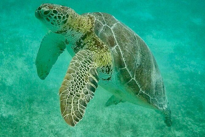 Private Tour Turtles Coral Reef Cenote Beach All inclusive - Should you book this turtles, reef, and cenote tour?