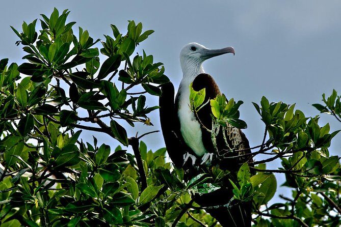 Sian Ka'an Adventure Full Day Trip to Punta Allen - Snorkeling on the Mesoamerican Barrier Reef: amazing when it works