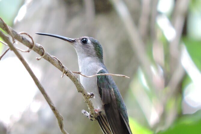 Small-Group Birdwatching Sian Kaan with professional guide - Why Sian Kaan mornings make birdwatchers happy