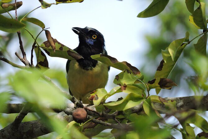 Small-Group Birdwatching Sian Kaan with professional guide - The 4-hour walk: how the spotting typically unfolds