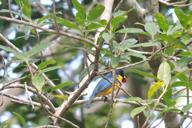 Small-Group Birdwatching Sian Kaan with professional guide - Birds to watch for: endemic, migrants, and that tucán moment