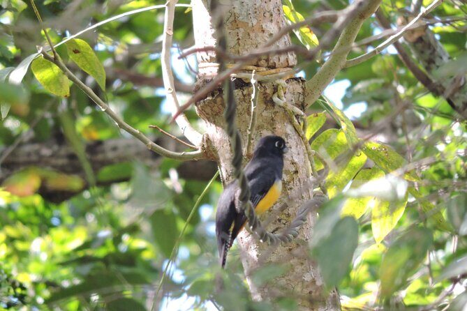 Small-Group Birdwatching Sian Kaan with professional guide - Your guide makes the difference: Carlos Rec and Alberto