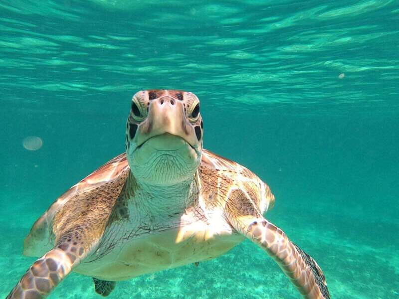 SNORKEL IN TULUM REEF, BOAT RIDE AND CALETA - Key highlights worth your time