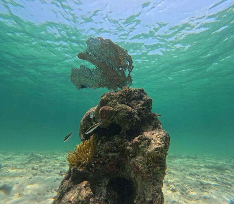 SNORKEL IN TULUM REEF, BOAT RIDE AND CALETA - Price and logistics: $46 is the headline, park fees are the real cost