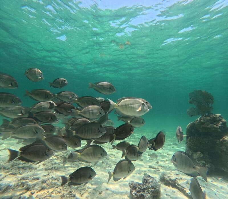 SNORKEL IN TULUM REEF, BOAT RIDE AND CALETA - What to bring (so you don’t lose time) and what’s not allowed