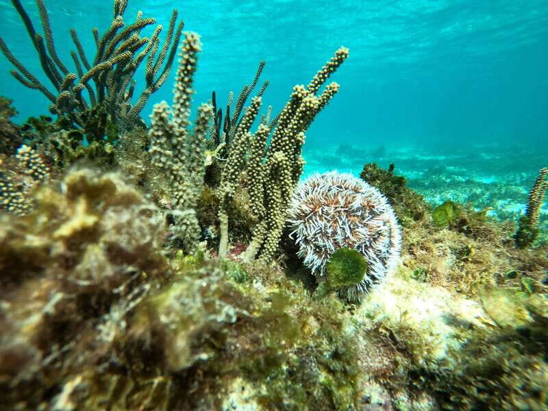 SNORKEL IN TULUM REEF, BOAT RIDE AND CALETA - The caleta stop: sargassum-free water and a cenote-like swim break