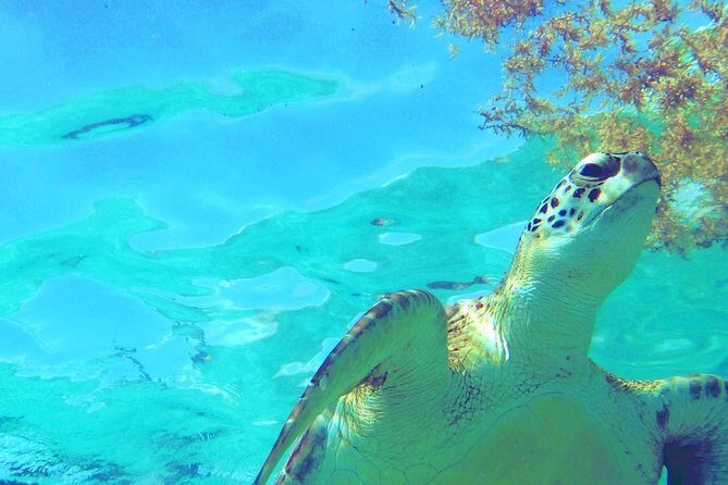 Snorkeling Adventure Tour Reef & Cenote - A 4-hour mix of reef snorkeling and underground cenotes