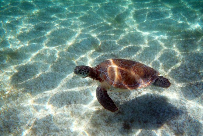 Snorkeling with Caribbean fish and private cenote exploration - Snorkeling logistics that keep the day comfortable