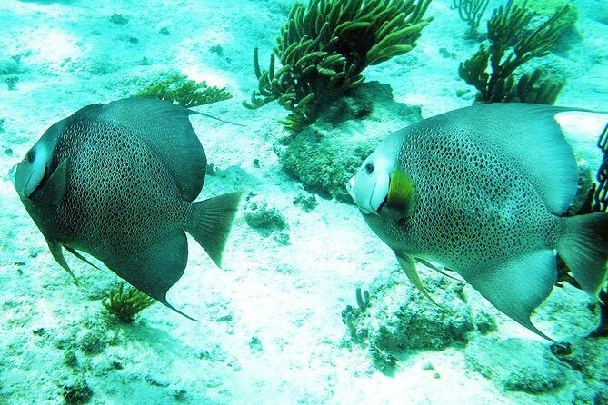 Snorkeling with Caribbean fish and private cenote exploration - Guide quality: the names you might meet and why it matters