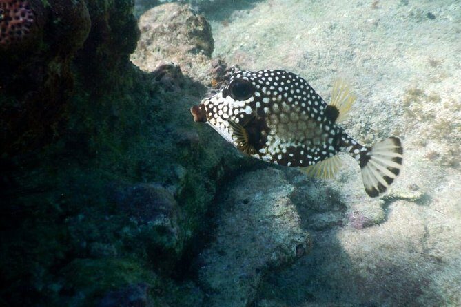 Snorkeling with Caribbean fish and private cenote exploration - Price and value: what $169 covers and where it can sting