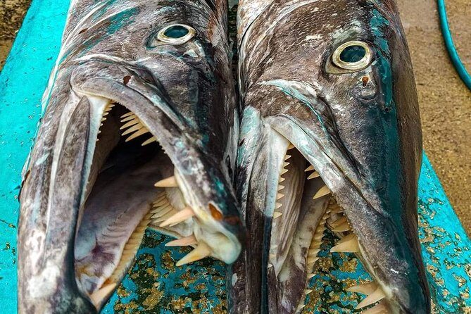Spearfishing Playa del Carmen or Tulum - Depth, Comfort, and the Beginner Reality Check