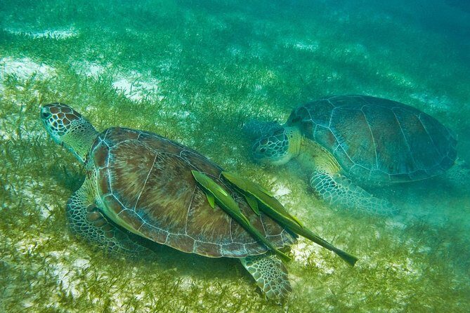 Tortugas & Cenotes Snorkel With Turtles Tour - Food, Showers, and the Real Comfort Stuff