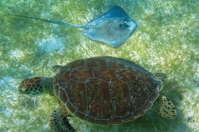 Tortugas & Cenotes Snorkel With Turtles Tour - Price and Value: Is $125 for Turtles and Cenotes a Good Deal?