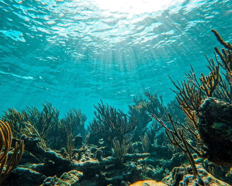 Tulum: 2-Hour Snorkeling in Two Spots of Tulum's Reef - Snorkel stop one: turtles and stingrays where the guide actually leads