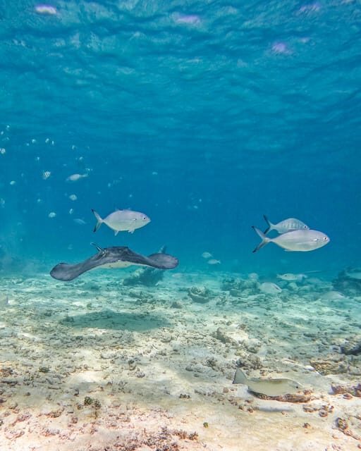 Tulum: 2-Hour Snorkeling in Two Spots of Tulum's Reef - How the guides help you get results fast