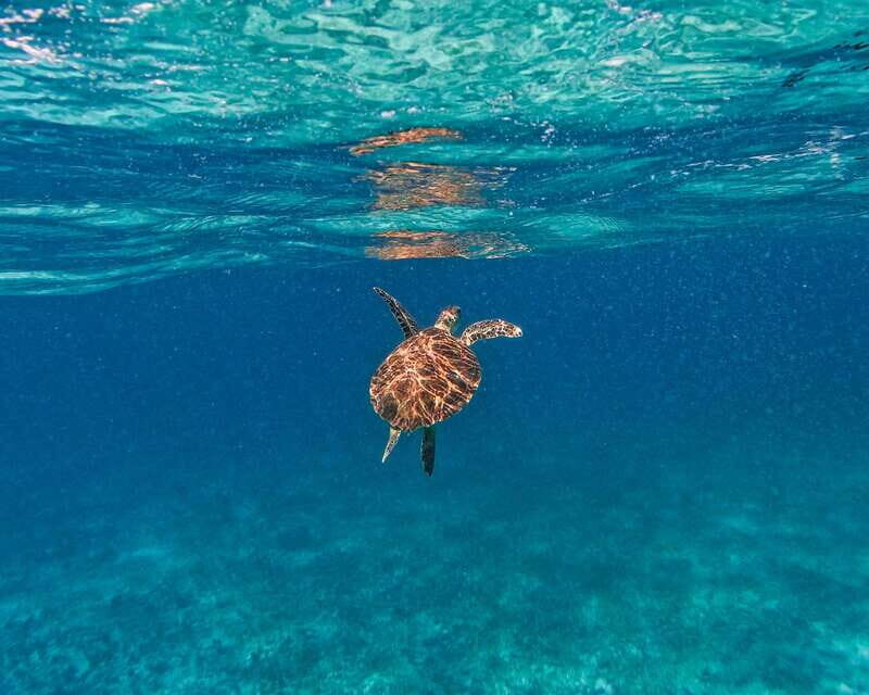 Tulum: 2-Hour Snorkeling in Two Spots of Tulum's Reef - Price and value: what $50 covers, and what you’ll pay on top