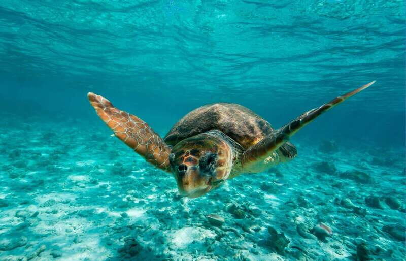 Tulum: 2 spot Reef Snorkel 1 hour 30 minutes - Key highlights I’d plan around