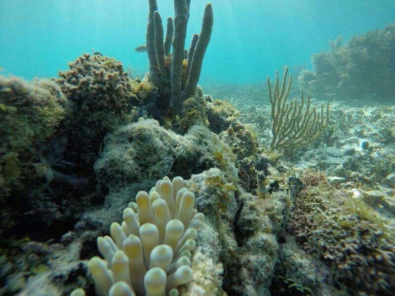 Tulum: 2 spot Reef Snorkel 1 hour 30 minutes - Quick Check-In, Safety Talk, and Life Jacket Help