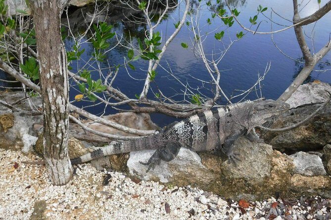 Tulum Adventure (Private, Full Day) - Beachside Tulum Ruins: What You’ll See and How to Enjoy the Two-Hour Stop