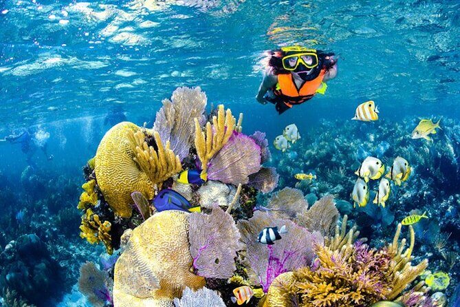 Tulum Area Experiences Guided Snorkeling Tour - Casa Cenote + Ocean Reef & Lunch - Casa Cenote: Freshwater + Ocean-Open Snorkeling