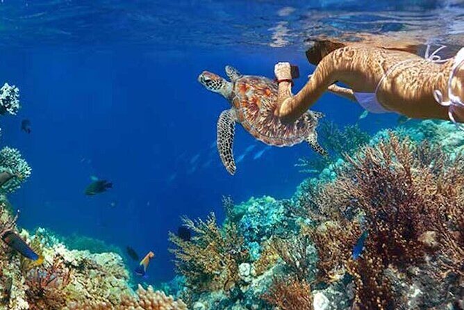 Tulum Area Experiences Guided Snorkeling Tour - Casa Cenote + Ocean Reef & Lunch - The Mayan Lunch: Seasonal, Local, and Actually Satisfying