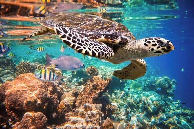 Tulum Area Experiences Guided Snorkeling Tour - Casa Cenote + Ocean Reef & Lunch - Practical Tips for a Better Snorkel Day in Tulum