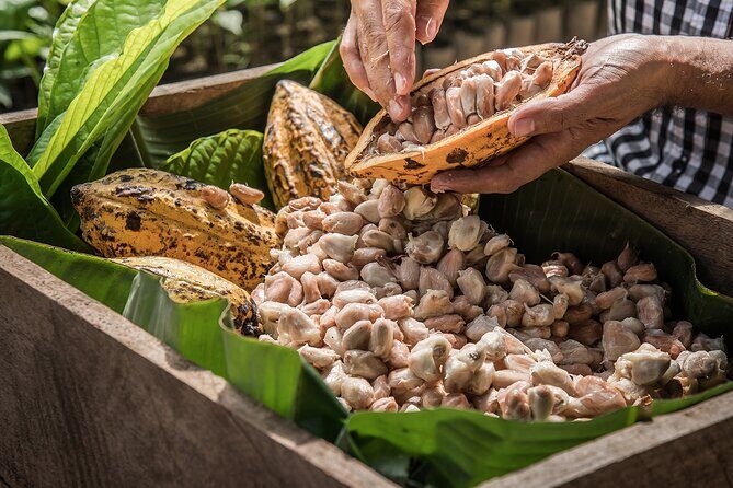 Tulum: Chocolate & Honey Sanctuary Experience with Cenote - Where This Tour Actually Happens: Tulum Pickup, Cobá Cenote Day