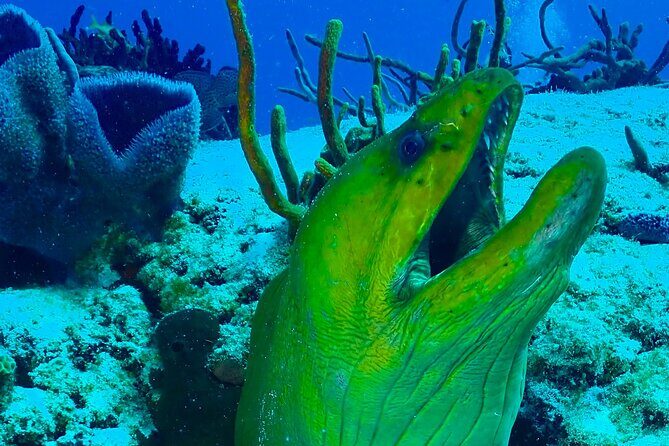 Tulum Diving (Reef) 2 Tanks - Mexidivers Tulum at 8:30am: warm welcome and a no-drama start