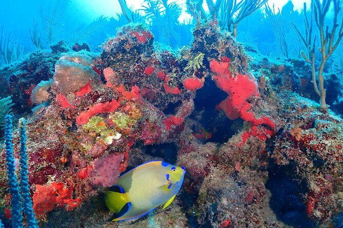 Tulum Diving (Reef) 2 Tanks - Two 45–50 minute underwater sessions: what the schedule really means