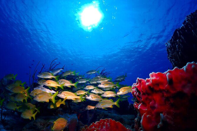 Tulum Diving (Reef) 2 Tanks - What to pack and how to make the 4-hour window feel easy