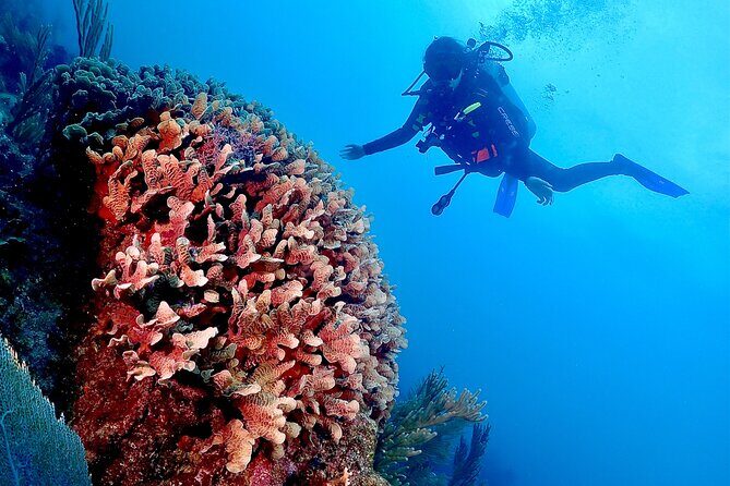 Tulum Diving (Reef) 2 Tanks - Who this fits best (and who should think twice)